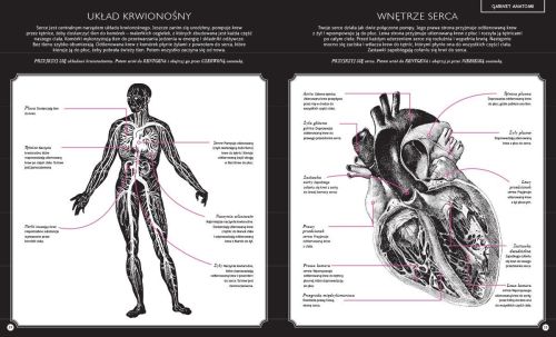 Dwie Siostry Gabinet anatomii