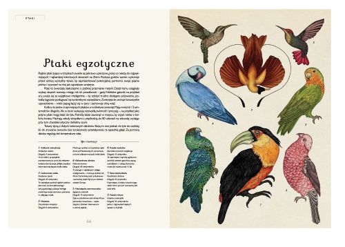 Dwie Siostry Animalium