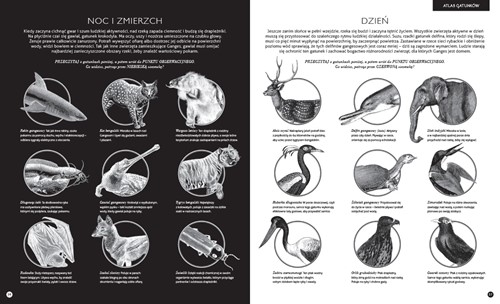 Dwie Siostry Gabinet zoologii