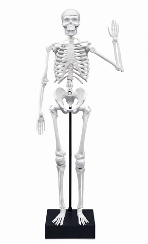 Duży Szkielet człowieka - 45 cm - pomoc naukowa