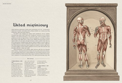 Dwie Siostry Anatomicum  Muzeum Anatomii