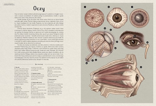 Dwie Siostry Anatomicum  Muzeum Anatomii