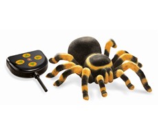 Buki Tarantula